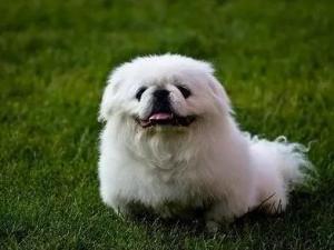 京巴犬
