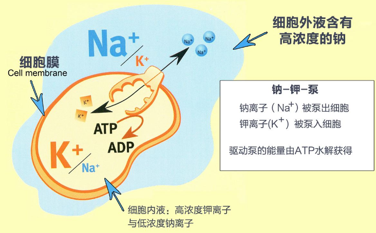 编辑2相关作用钠钾泵(也称钠钾转运体),为蛋白质分子,进行钠离子和钾