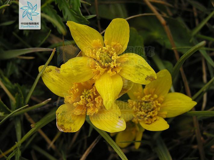 三角叶驴蹄草 搜狗百科