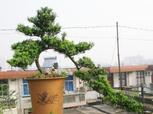 罗汉松盆景