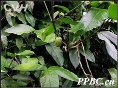 大苞藤黄 Garcinia bracteata