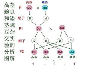 孟德尔的遗传定律豌豆实验图解