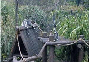 节尾狐猴园