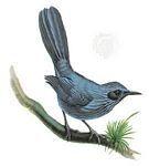 Melanotis caerulescens，蓝嘲鸫的一种。