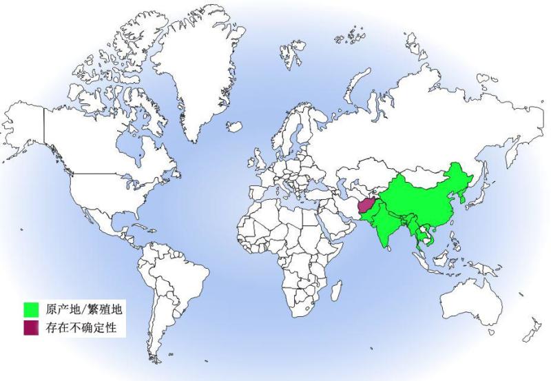 粉红胸鹨分布图