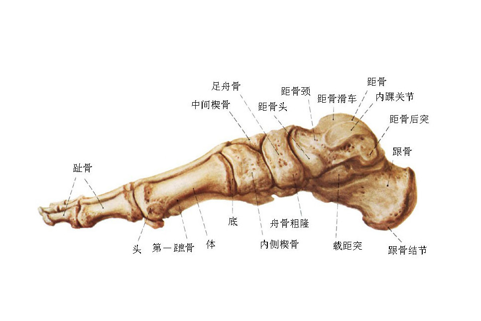 距骨 解剖学名词 搜狗百科