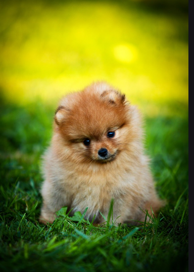 德国博美犬