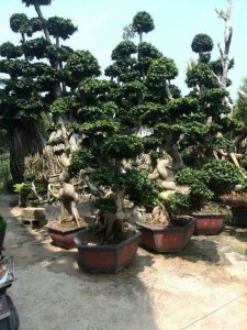 榕树