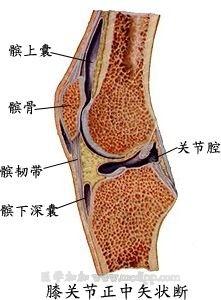 膝关节正中矢状断