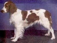 英国跳猎犬