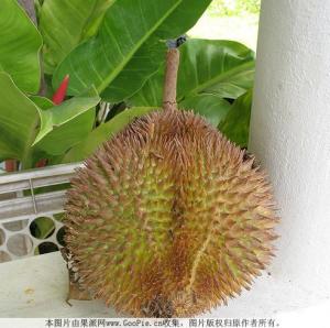 榴莲