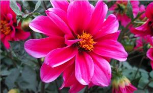 武定狮子山_山牡丹(实拍)