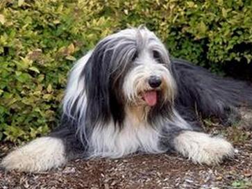 古代长须牧羊犬