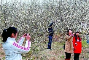 游玩点灯山青梅园