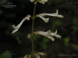 鸡脚参属