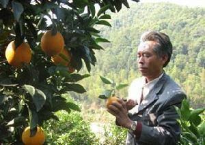 左拔镇