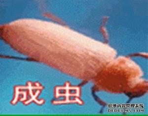 黄粉虫种虫