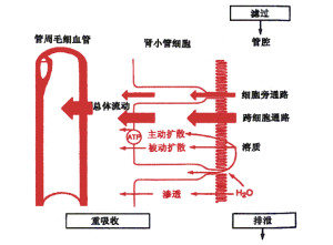 重吸收(3)肾小管和集合管重吸收物质具有下列的特点一是选择性