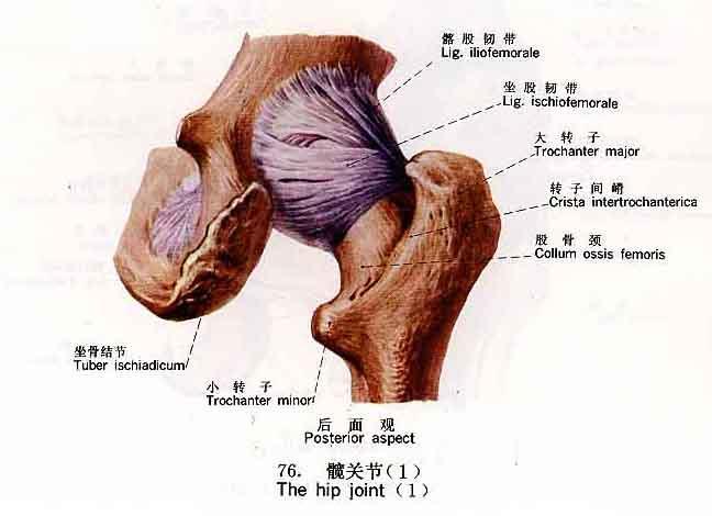 板股韧带解剖图谱图片