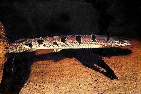 戴氏多鳍鱼 - 搜狗百科