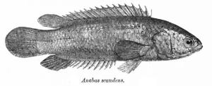 龟壳攀鲈（Anabas testudineus）