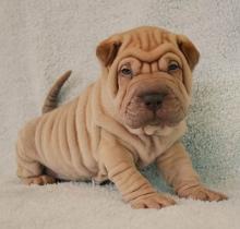 沙皮犬