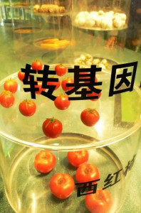 转基因食品