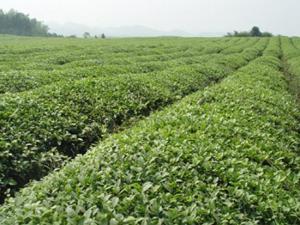 汀溪兰香茶园