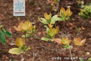 红马银花图册