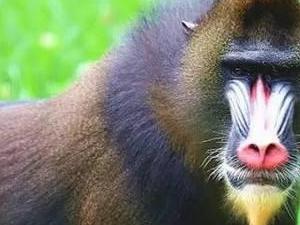 大马猴 怪物 搜狗百科