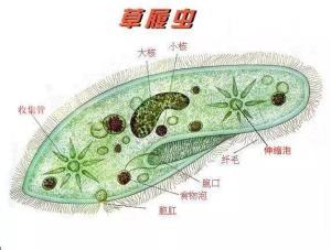 原生动物