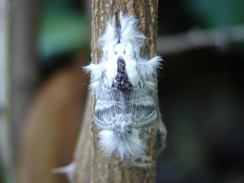 松毛虫卵 搜狗百科