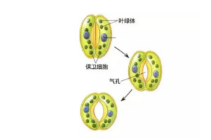 植物气孔