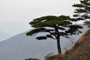 松树