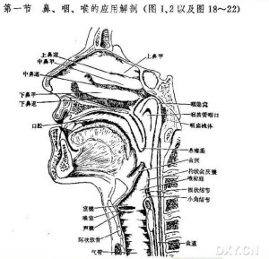 口咽通气管结构图片