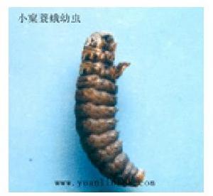 蓑蛾科