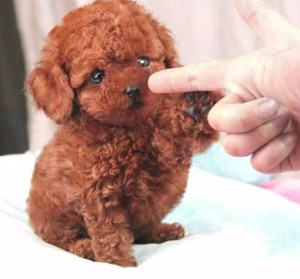 玩具贵宾犬