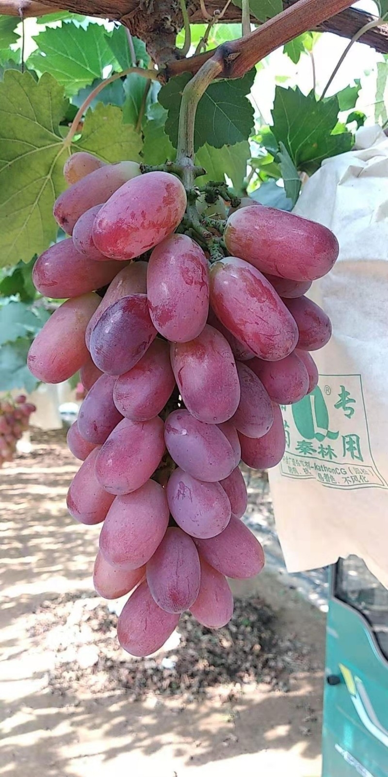 葡萄