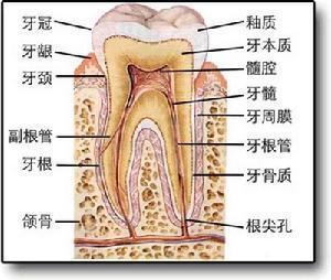 牙齿解剖图