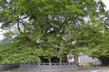青檀