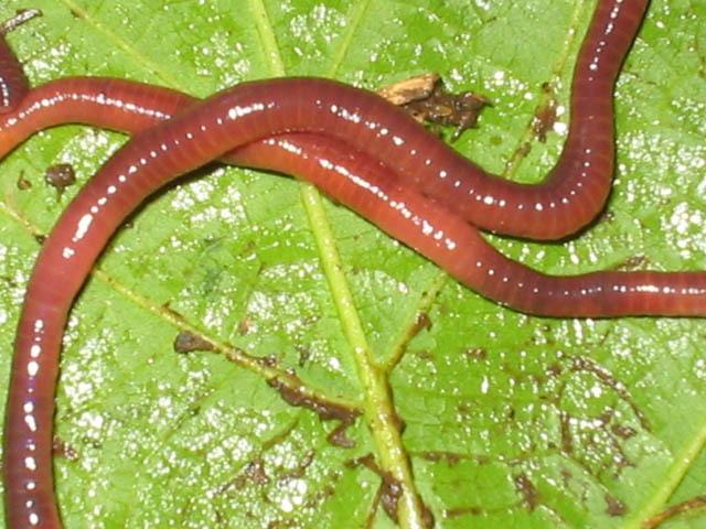 天津贾立明蚯蚓养殖有限公司