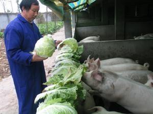弥市镇农民致富