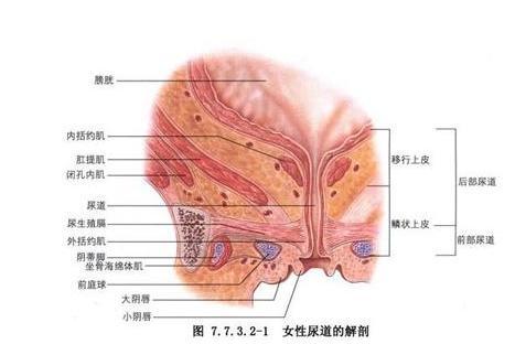 尿道炎症 搜狗百科