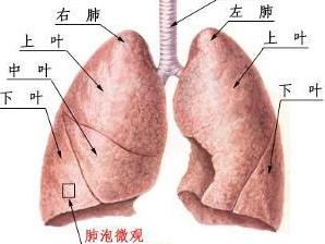 肺炎衣原体感染