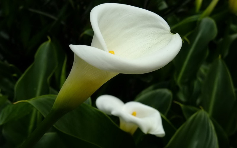 海芋 天南星科海芋属植物 搜狗百科