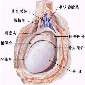 精囊囊肿