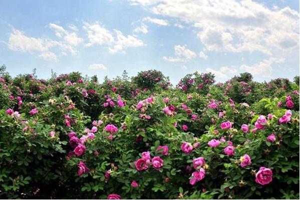 妙峰山玫瑰园