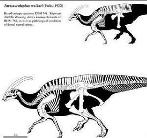 副栉龙Parasaurolophus骨骼图