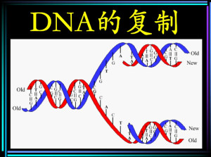 DNA复制