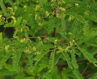 黄檀 豆科黄檀属植物 搜狗百科 黄檀 豆科黄檀属植物 搜狗百科